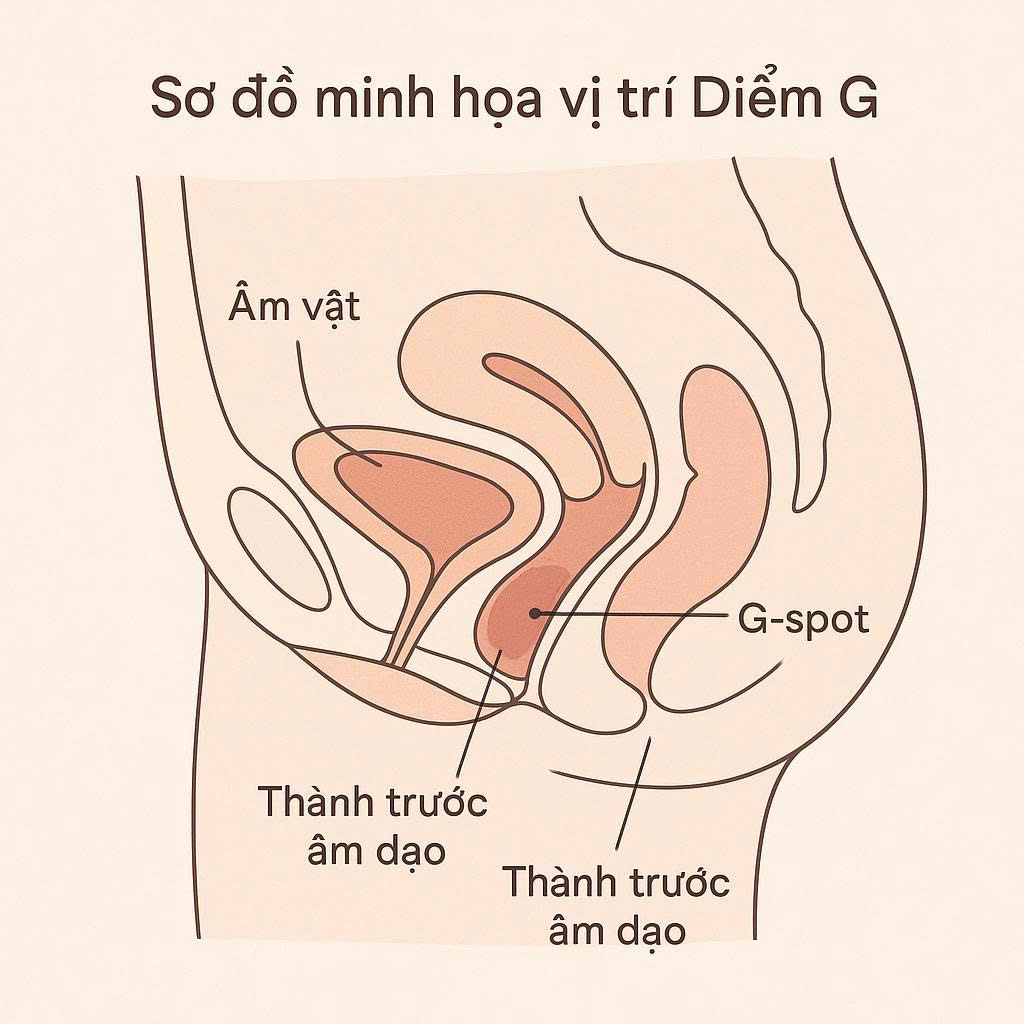 Sơ đồ giải phẫu mô tả vị trí của điểm G ở thành trước âm đạo và mối liên hệ với âm vật và xương mu